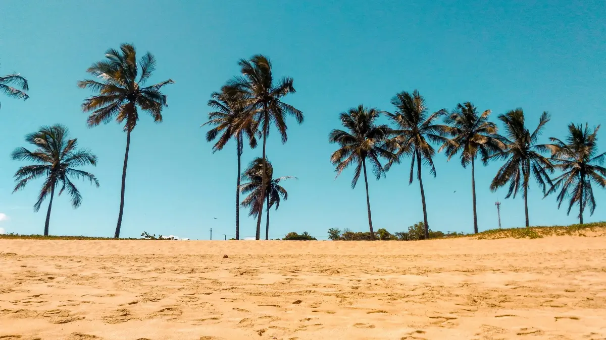 Marketer Senegal: jàng Argentina Bilibili créateurs, ndoxu traffic