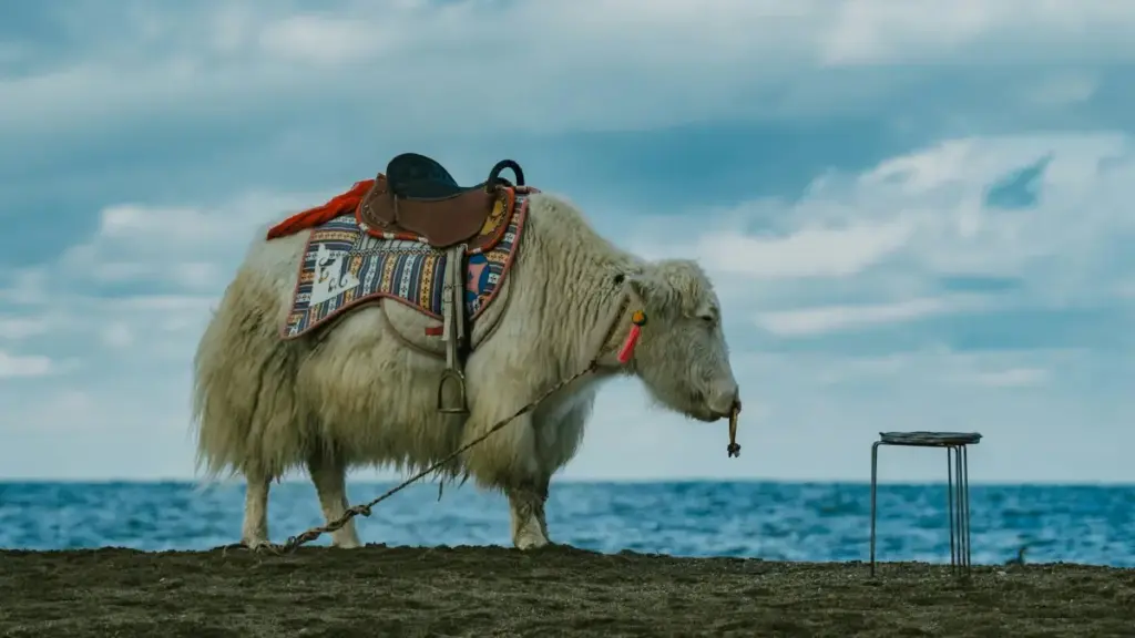 Jàngale bu rafet ci Wolof: ni nga gis ak njàngale ci Lebanon Hulu creators, jàpp followers ak réew mi mu sell, te dañuy togg conversions ci Senegal.