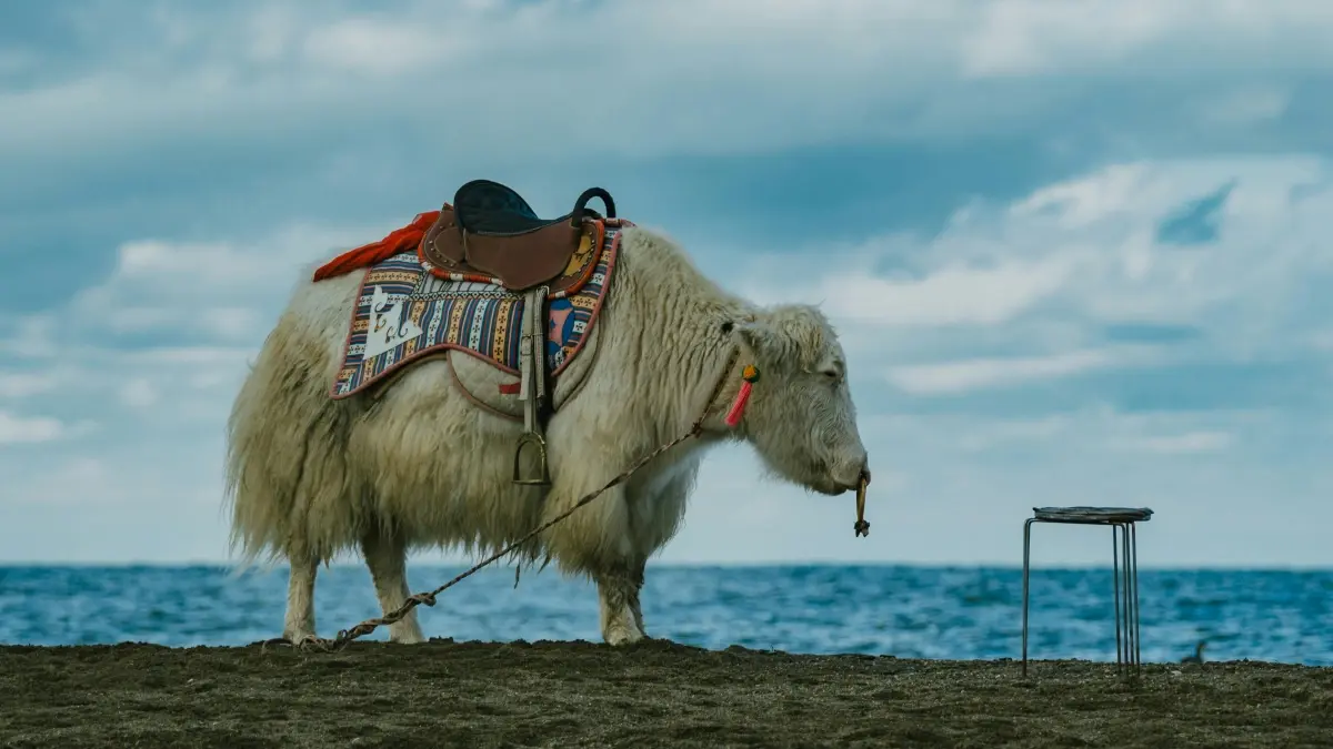 Advertisers Senegal: Njàngale ci Hulu creators Lebanon, séddal followers for buyers