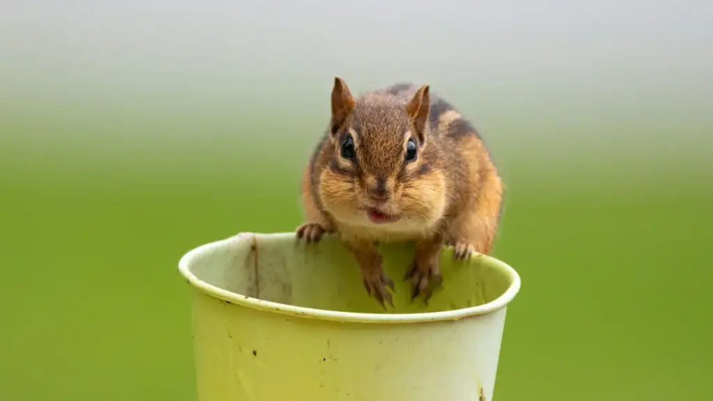 Ñu nuy jàngal kreator yi ci Senegal naka lañu gën a bind ak brand Russia ci Viber ngir def unboxing ak testimonial clip yi; tips pratik, kanal, pricing yi, risk man.