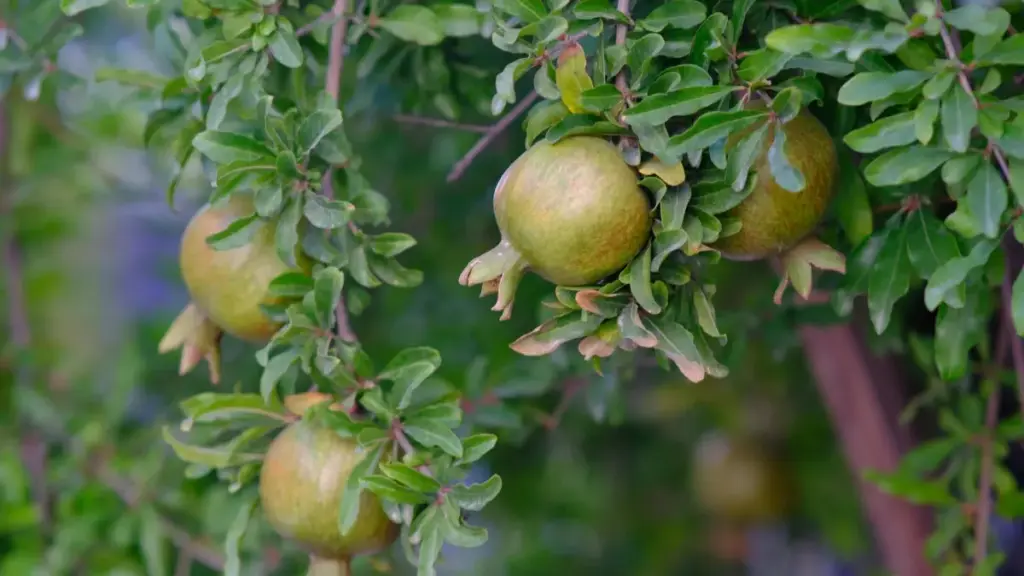 Jàngal ak tips praktikal ngir bindaan yi ci Bangladesh ak Kuaishou, jàmm, outreach, negotiation ak promo croisée — ci sénégalais style.