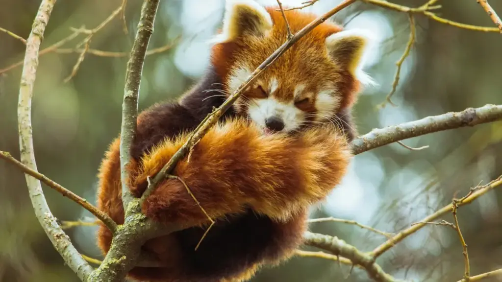 Jàng ci wolof: taktika praktikal yi ngir gën a gàddaay ak créateurs Xiaohongshu ci France; tips, kanam platform, ak MaTitie VPN recommandation.