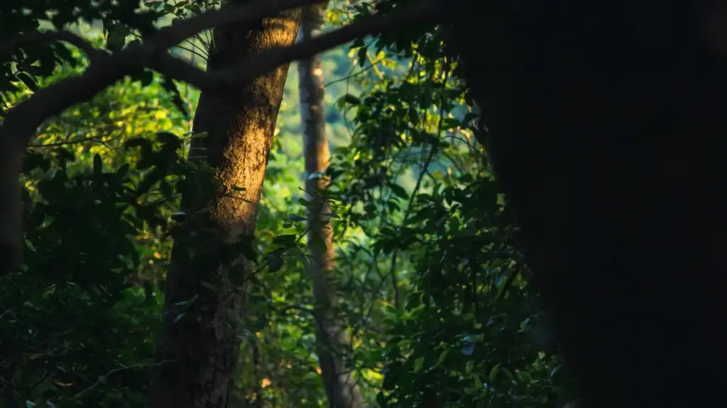 Jàng ci taktike bilingual ngir gën a jëfandikoo creators ci Ethiopia ngir duppe social engagement, jàppal eBay AI Activate, ak tendances 2025.