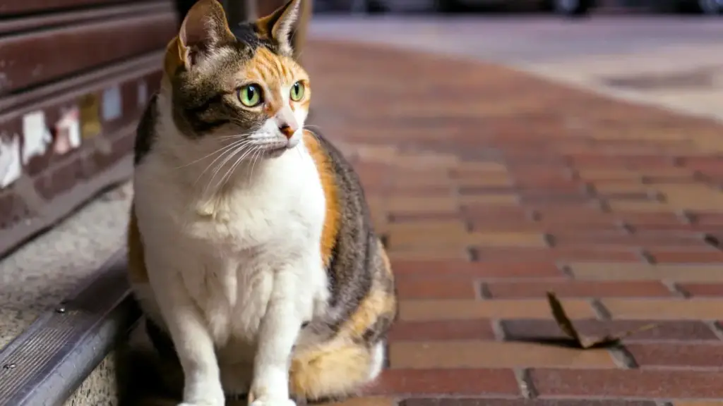 Li ñu yokk Hulu ak brands Japan ngir fitness-branded content; tips praktikal, kanam bi, ak tools ci Senegal.