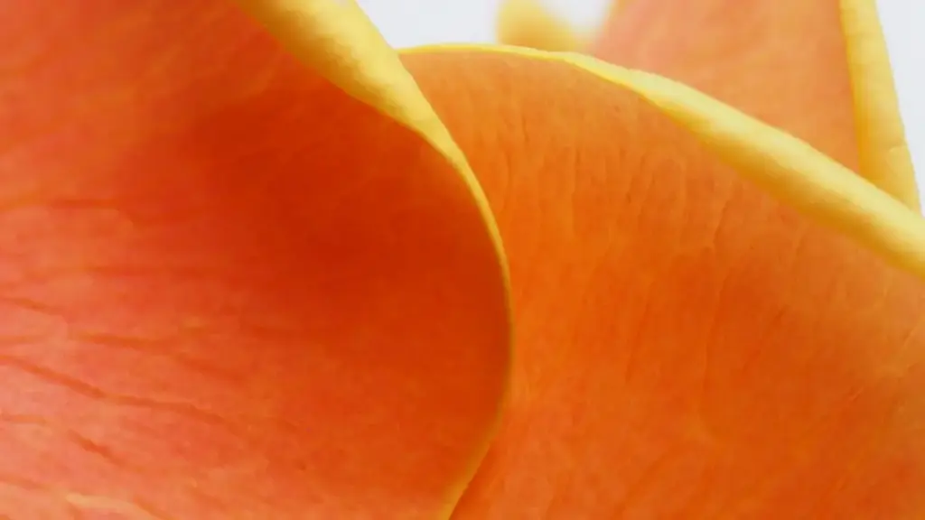 Njàngaleñ praticu ci woññi brands Nepal ak Facebook, tips bu yagg ñi, VPN, ak collaboration fórmat yu short-form.