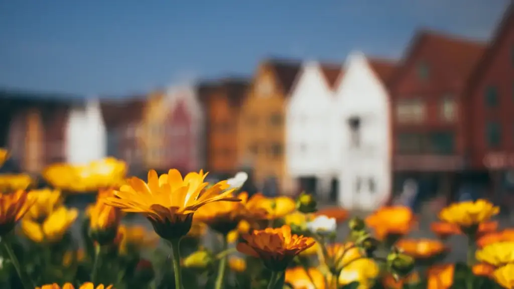 Jàngale suuxi ci wolof: mbañeelu tips bu rëy ngir laaj ak naatal Pakistan brands ci Chingari, seen lépp ak ndawtat yi ci Senegal.