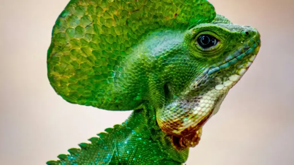 Jàng ci wolof: guid jëfandikoo Chingari ci Inde, strategi seeding, risk yu mujj, ak tips lokal Senegal.