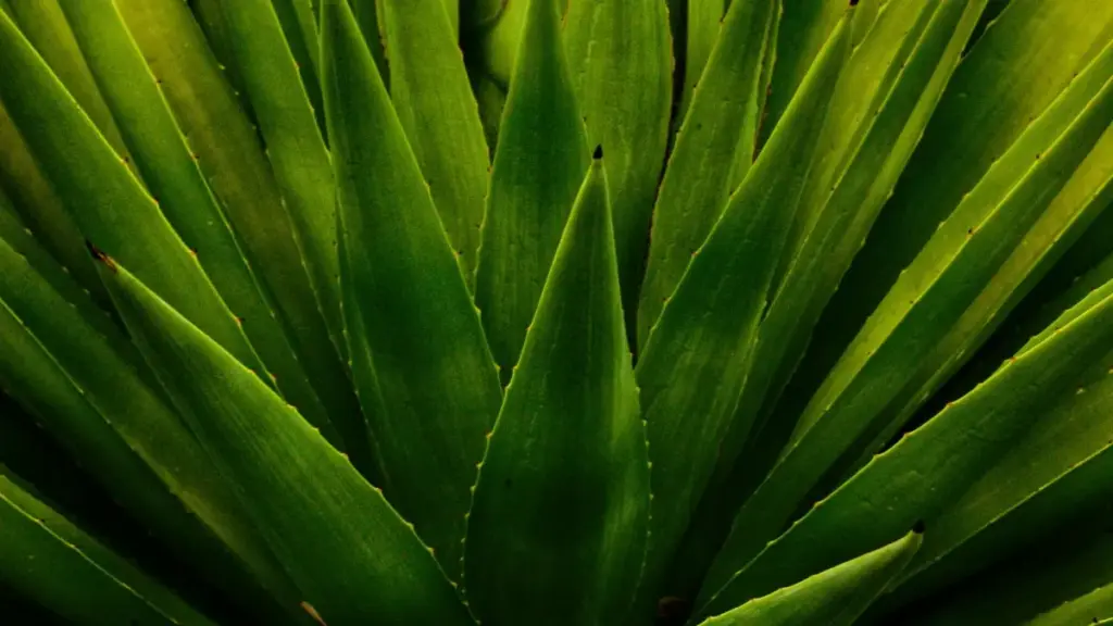 Noppalu ci HBO Max ak marque Indonésie — taktike yi, kanal yu am solo, ak ndimbal yu jële kollaborasyon. Jàngal ci woññi, tips praktikal, ak MaTitie.