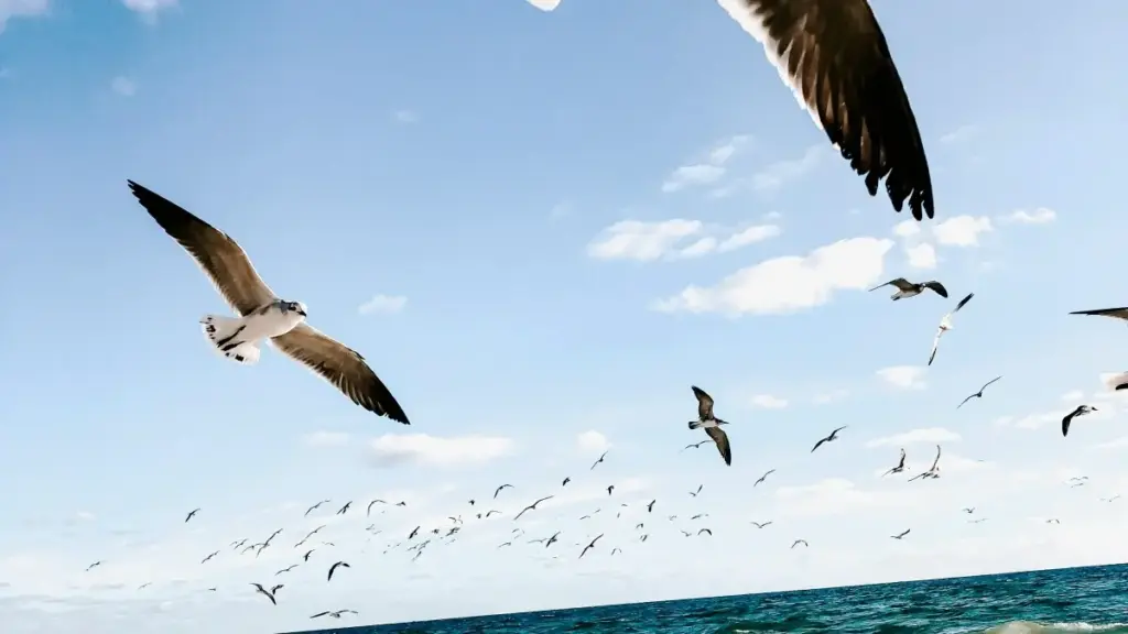 Ñu wone ci doole: nak la dugg yu yëg ci Shopee boobu Kuwait, naka la jox collaboration ngir gën a defal video behind-the-scenes. Li very pratique, local tips ak templates.