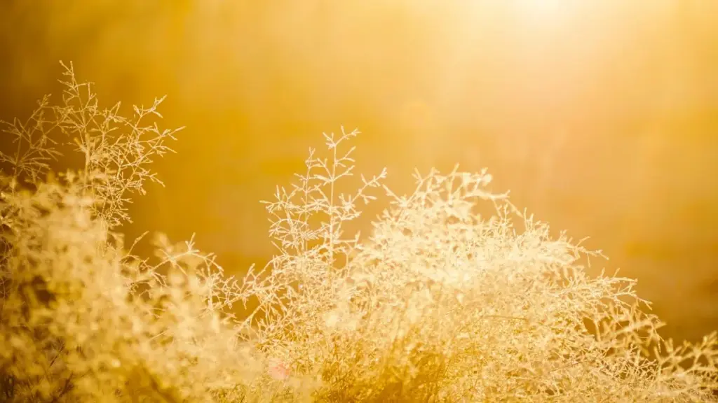 Ñu soxla Argentina TikTok creators ngir beauty launch yi — liggéeyal, tips locale, ak tools praktikal te safe.