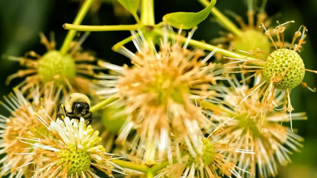 Ndimbal bu yomb: ni muñu soppi créateurs YouTube ci Équateur, top strategies, ak micro-influencers ngir test market demand.