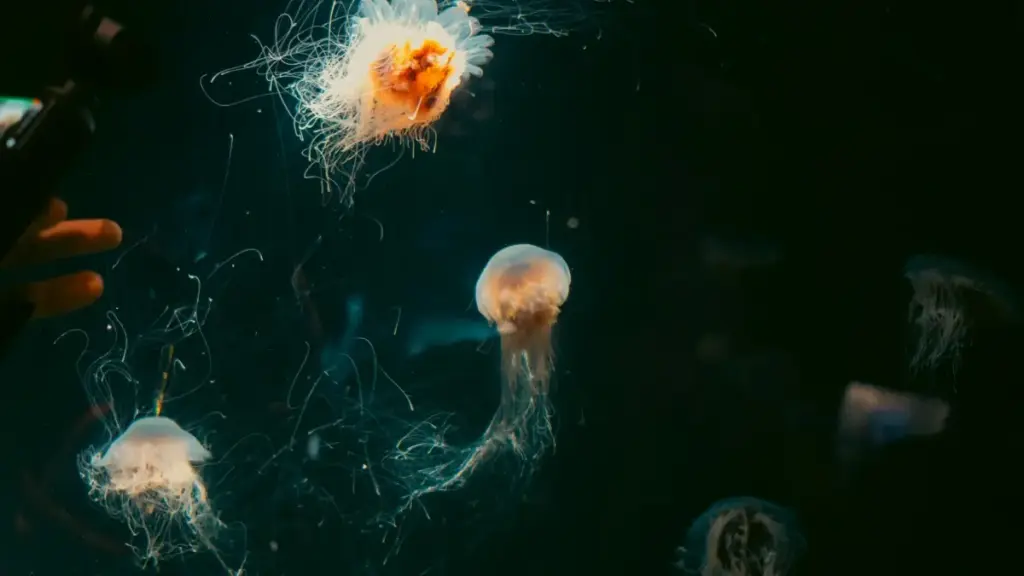 Njaxlaf ci wolof: jàngal ngir noppal créateurs Amazon ak Pakistan ngir launch tutorials make-up, taktike, tools Amazon TIP ak trends YouTube 2025.