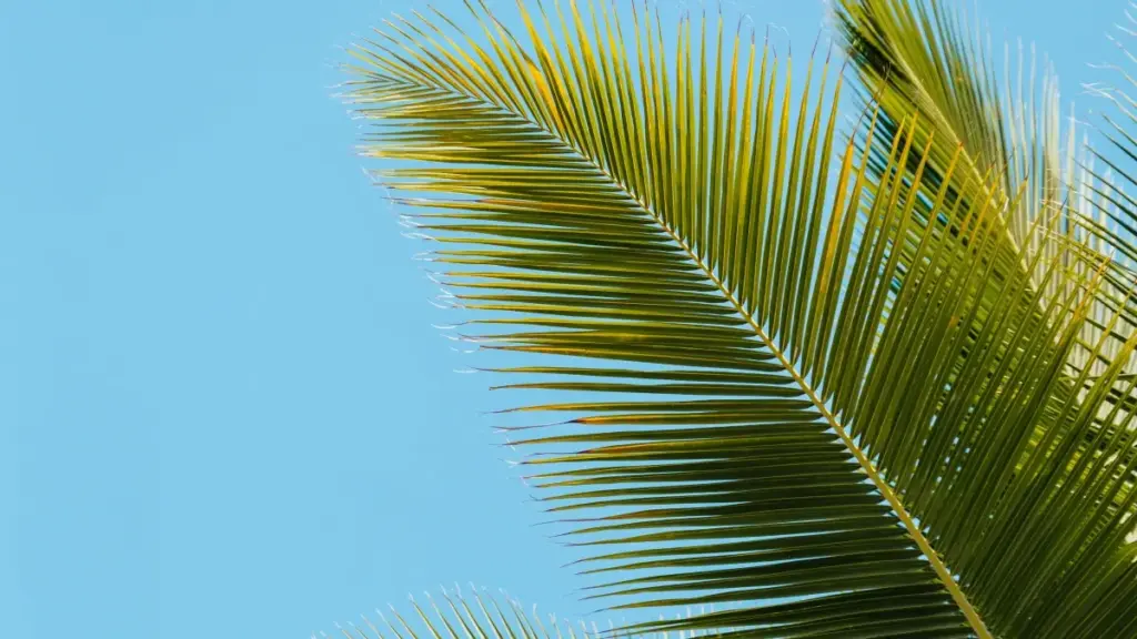 Jàngal nit ku sénégalëz ci ndimbal Vkontakte ak brand yi Armenia, astuces pratik, VPN, DM templates, ak risk management.