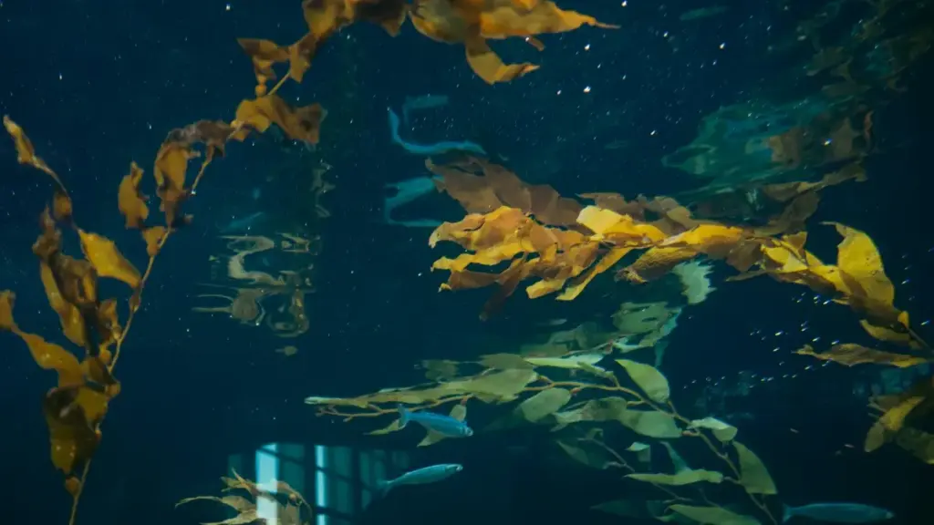 Jàngale giñu néew: léegi ci 2025, yoon ñu yokk brands Mongolia ak Viber ngir def lookbooks — tips, outils ak stratégies pratique ci Wolof.