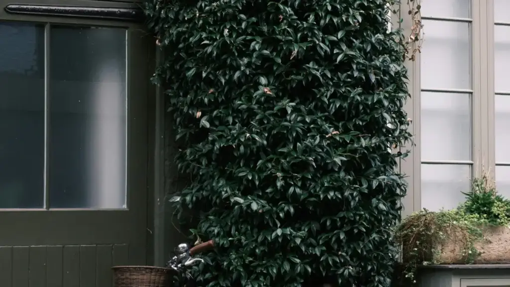 Jàngal yi ngir tëj creators Bangladesh ci Disney Plus, wax ci hype, flash-sales ak strategies boppu Senegal.