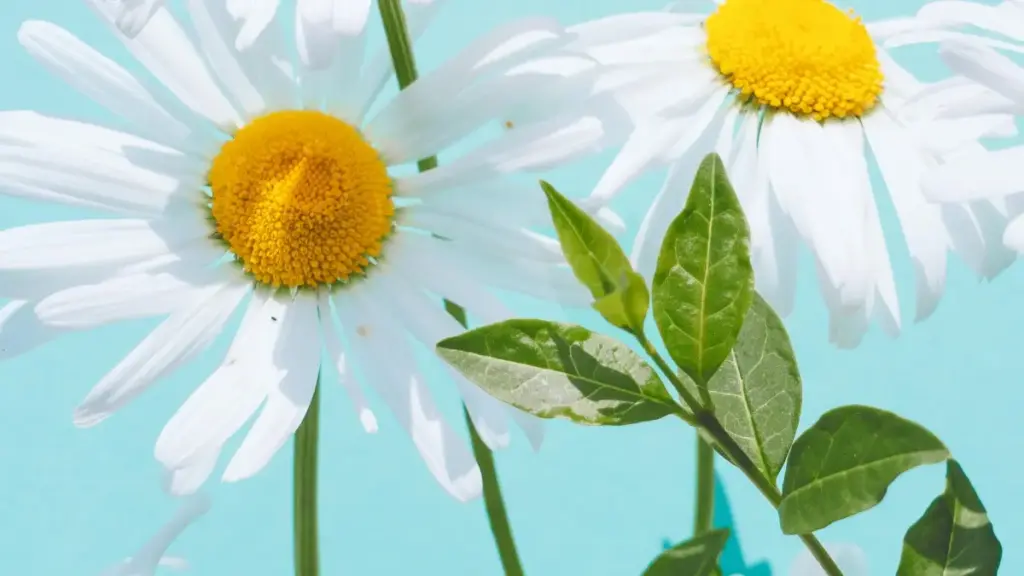 Jàngal bu réy ci liñu def ngir tënk brand-y Norway ci Rumble ak live demos — taktiki, outils, ak risq yu am solo.