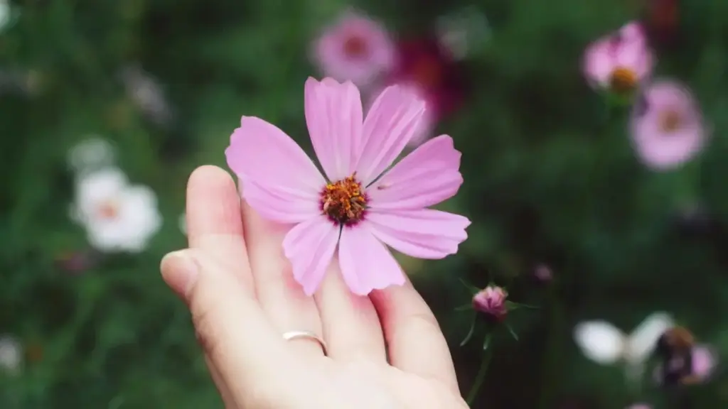 Jàngal yu wér ci léegi: téggal Discord, jàngal creators Sri Lanka, ak taktiks pure ci dance challenges — su ñu bañ a yokk reach ak engagement.