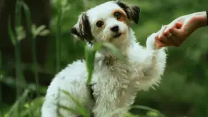 Jàng ci strateji yu wér ci TikTok për connectal ak brandu Denmark, jàngal beta launches, live shopping, ak tips practikal bu Senegal.