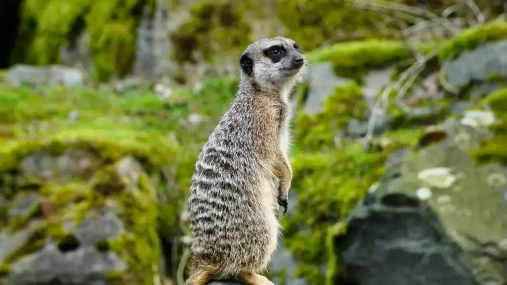 Jàngal lañu ci Wolof: ndigal yi, taktike yi ak tips praktikal ngir contacter brands Slovakia ci Facebook te taxawal collaboration.