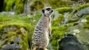 Jàngal lañu ci Wolof: ndigal yi, taktike yi ak tips praktikal ngir contacter brands Slovakia ci Facebook te taxawal collaboration.