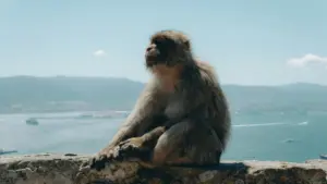 Ndimbal ci Threads: ndimbal ak brands Thailand, giveaways, ak fanbase fandom yi; tips operasyonal te localisé.