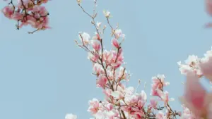 Jàngal ci wolof: taxawal li ngeen jëfandikoo ci Qatar Douyin, noppalu micro-influencers, strategi, ak tips pratik senegal.