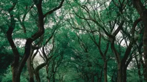 Ñuñu Peru HBO Max creators ak taktiki bu rafet ngir launch kampañ engagement-based ci Senegal — tools, kanam, ak téerey ndimbal.