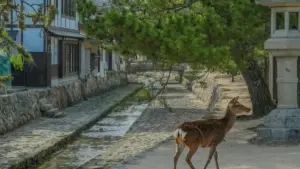 Jàngal bu saq ci Wolof: ndimbal gi nga bëgge ngir jooy brands Chine ci Apple Music, taxawal GRWM vidéos ak xam-xam platform, fees, ak tactics praktikal.