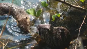 Liñu soppi: ndimbal yi ci Hulu ak Boutiqaat ngir jëm ci marques kuwait; strateji yu rafet ngir artistes émergents.