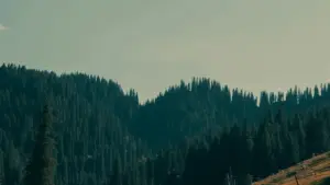 Xam ni ñu gis creator yu am njariñ, ñu jagleel traffic ci landing page, te ñu def ko ak yoon bu wér, data, ak risk yu war a wóor.