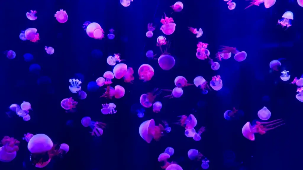 Jàngal ni laay jéem a gis Norway WhatsApp creators te def giveaway campaign bu am solo, bu am perfomans, ak bu jub.