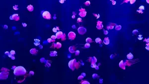 Jàngal ni laay jéem a gis Norway WhatsApp creators te def giveaway campaign bu am solo, bu am perfomans, ak bu jub.