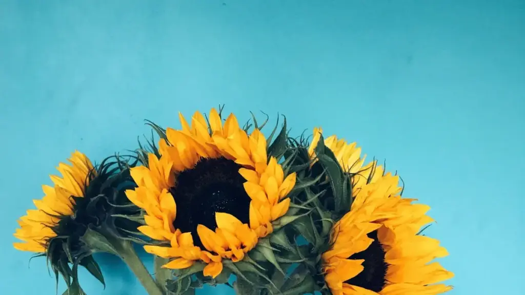 Jàngal ni nga war a jot brandu Ethiopia yi ci Takatak ngir beauty ak skincare reviews, ak xaaj bu am solo ci trend, outreach ak trust.