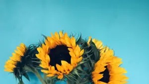 Jàngal ni nga war a jot brandu Ethiopia yi ci Takatak ngir beauty ak skincare reviews, ak xaaj bu am solo ci trend, outreach ak trust.