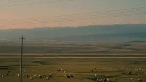 Yoo nekk creator ci Senegal, fii nga jàng ni lañuy wone Georgia brands ci Telegram, soppi ko ci deal, DM, ak branded travel vlog yu am solo.