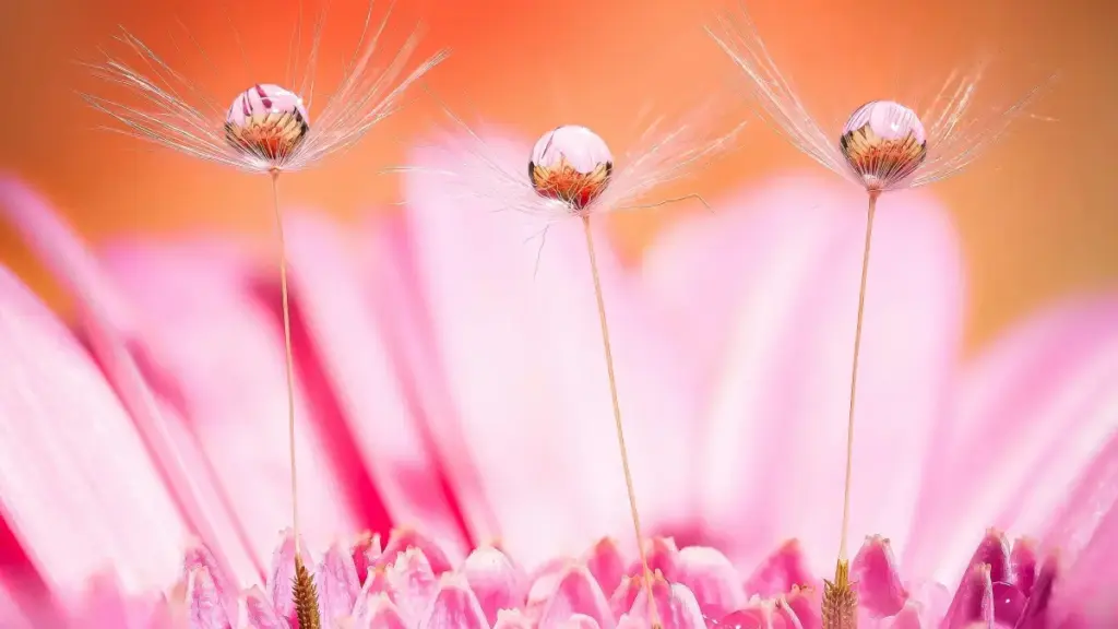 Xam na ni nga fáa ndaw yi ci Uzbekistan ci Spotify, te nga jëfandikoo ñoom ngir wone fashion bu season yi ak yeneen xibaar yu am solo.